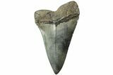 Huge, Fossil Broad-Toothed Mako Tooth - South Carolina #214481-1